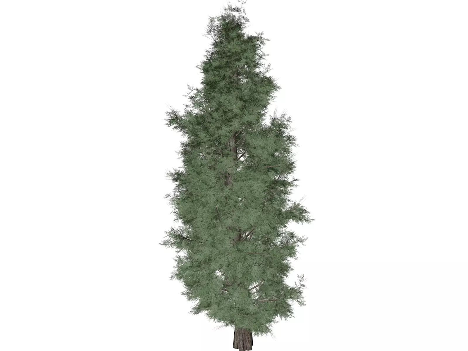 Eastern Red Cedar Tree - 08 - 3D model