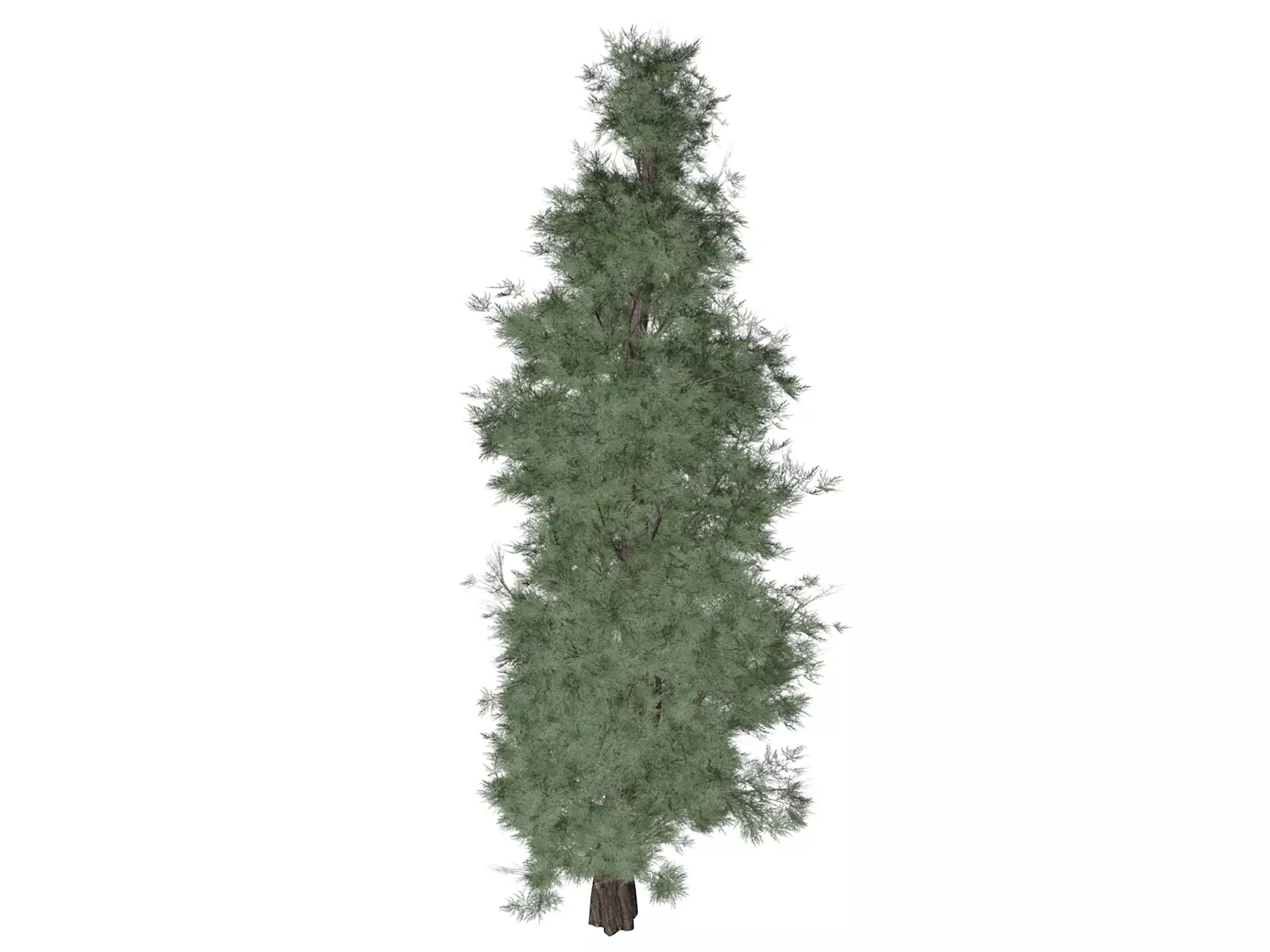 Eastern Red Cedar Tree - 09 - 3D model_0