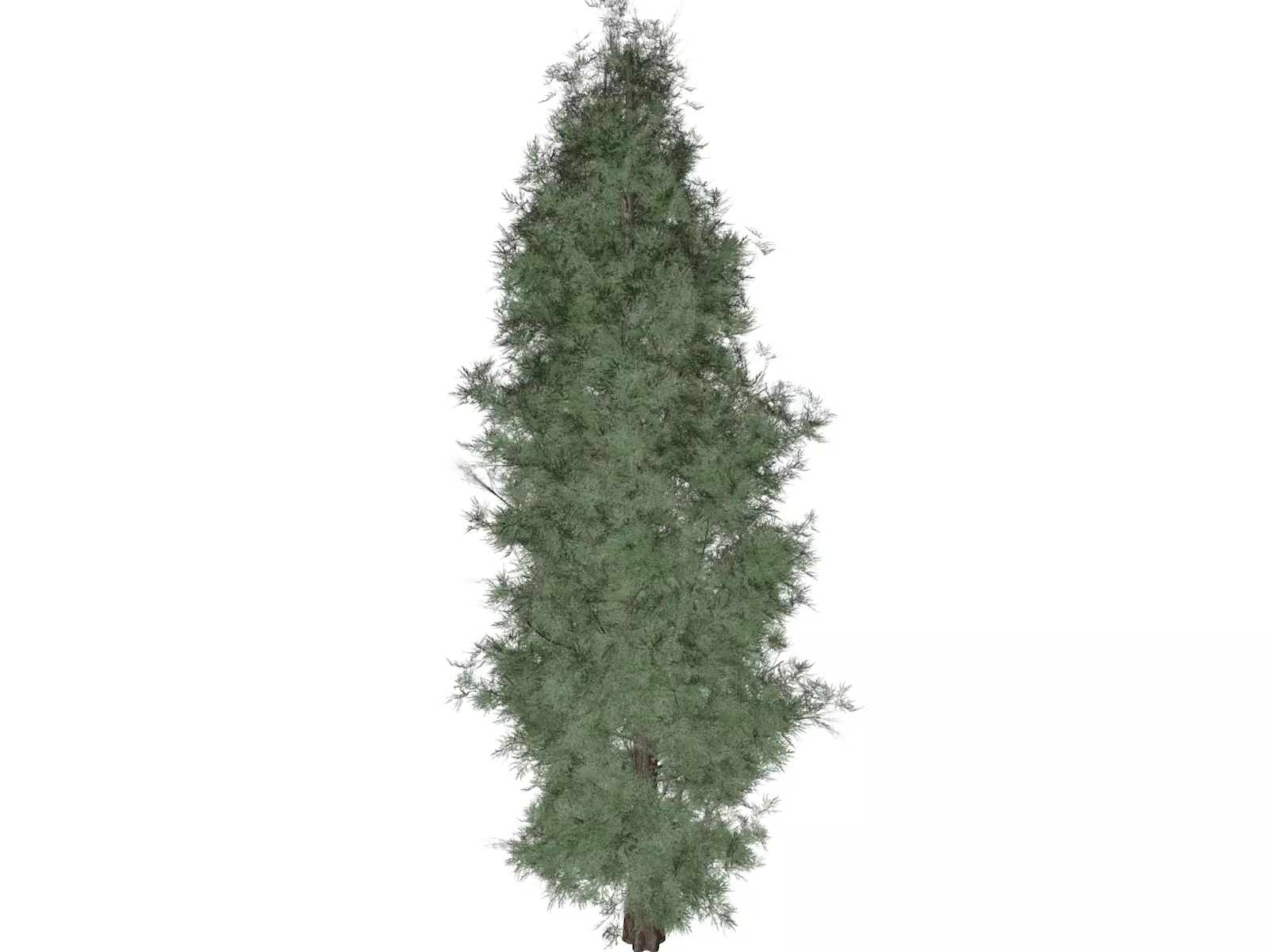Eastern Red Cedar Tree - 10 - 3D model_0