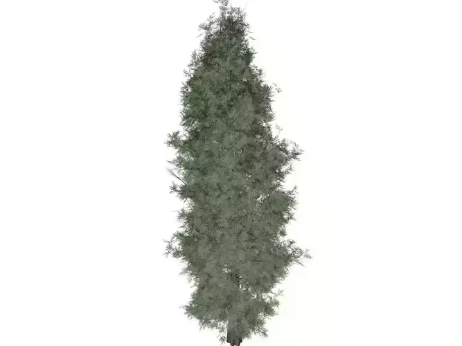 Eastern Red Cedar Tree - 10 -