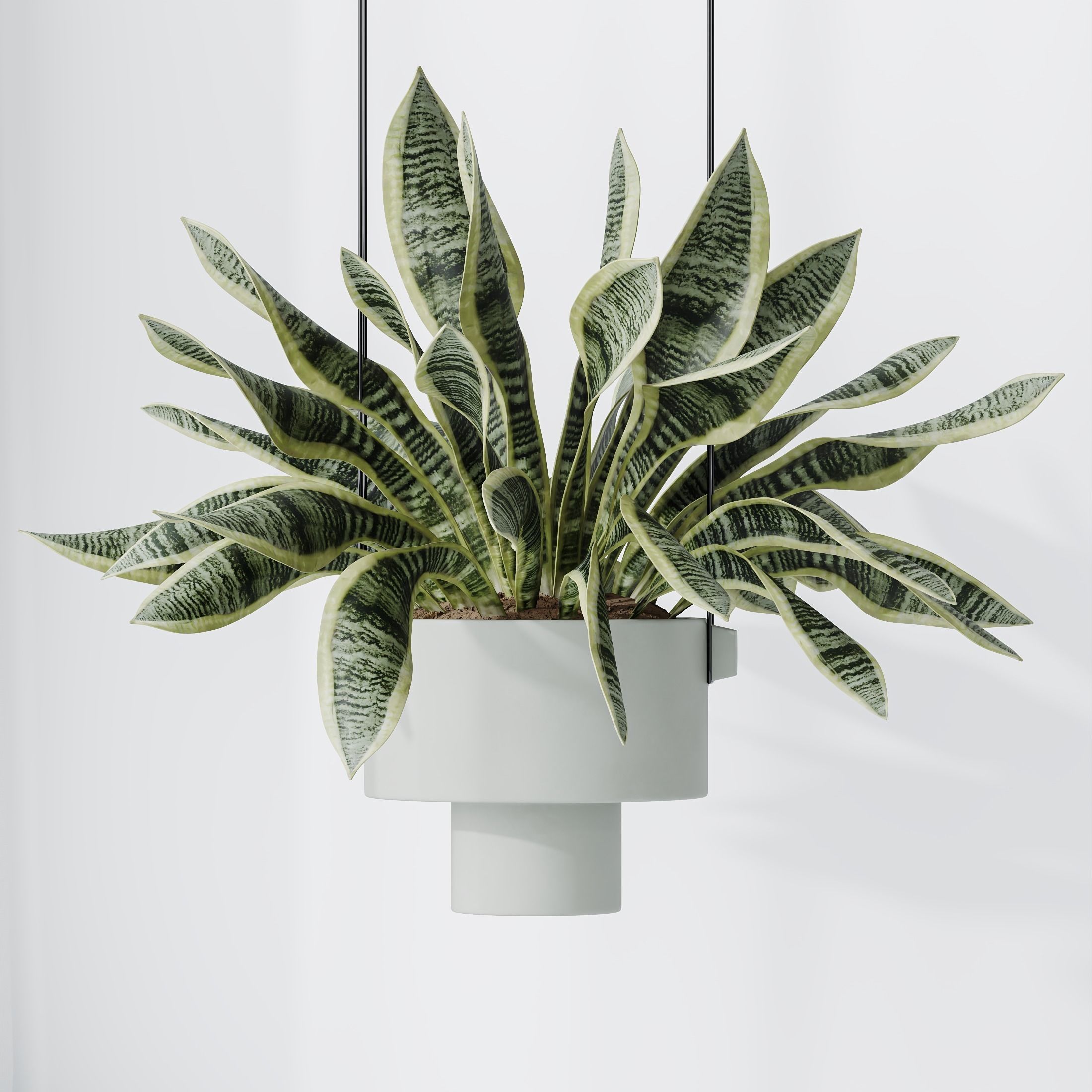 HousePlants Snake Green Sansevieria Trifasciata Laurentii Rubia2 3D model_4