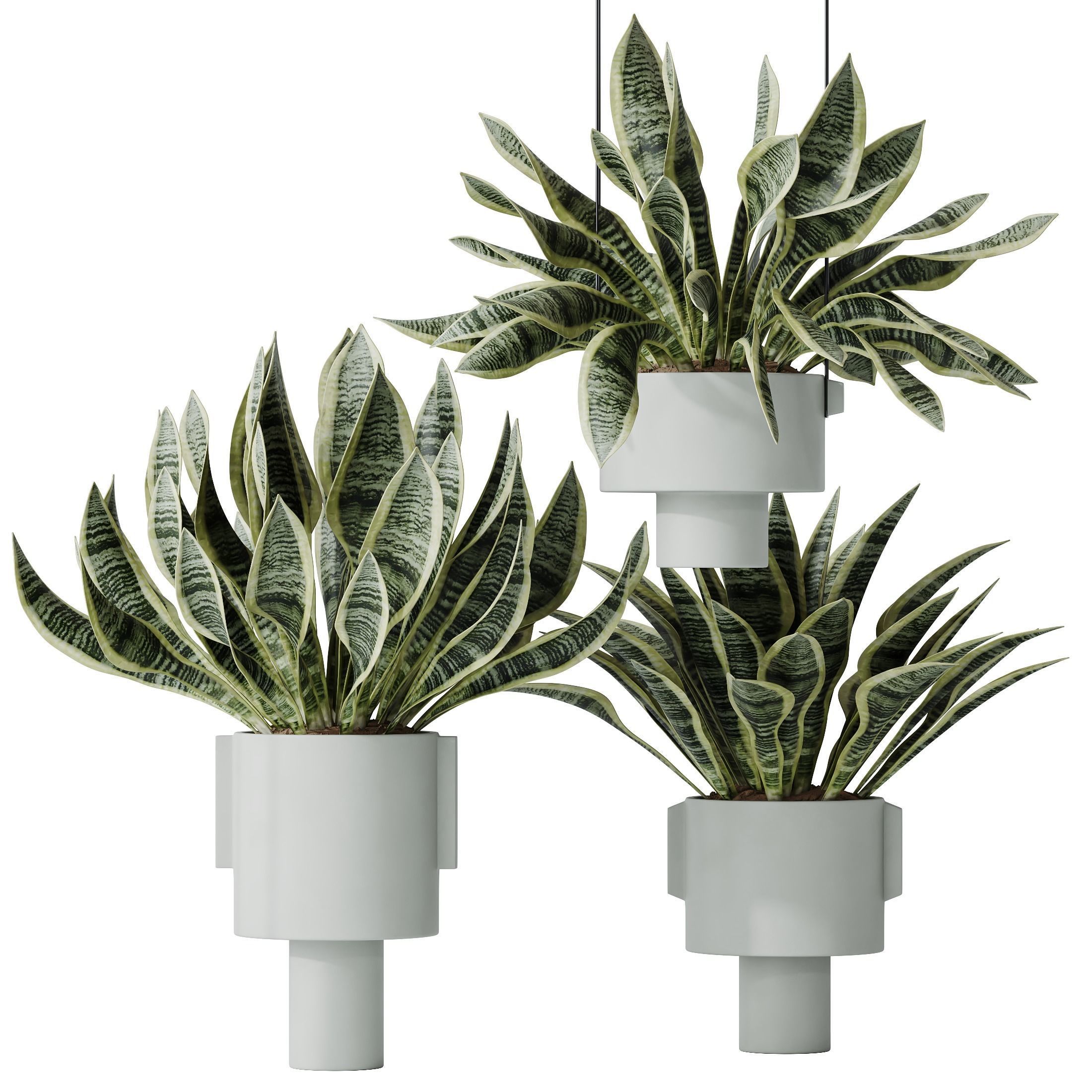 HousePlants Snake Green Sansevieria Trifasciata Laurentii Rubia2 3D model_1