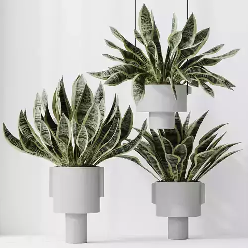 HousePlants Snake Green Sansevieria Trifasciata Laurentii Rubia2 3D model