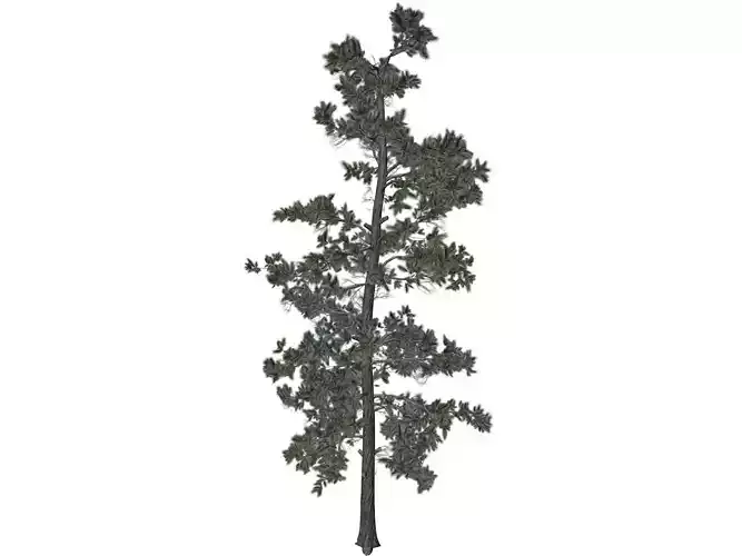 Eastern White Pine Tree - 01 -
