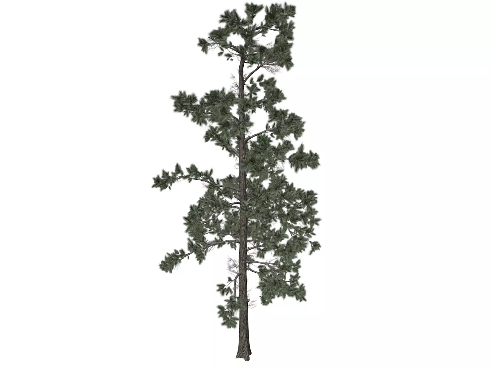 Eastern White Pine Tree - 02 - 3D model_0