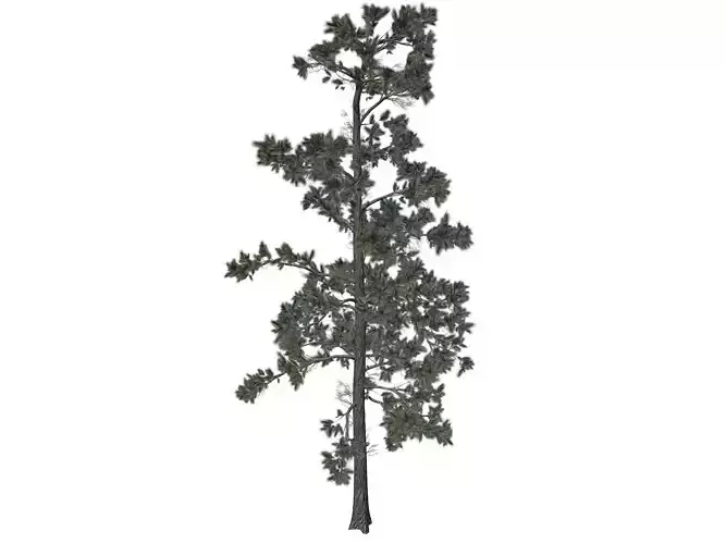 Eastern White Pine Tree - 02 -