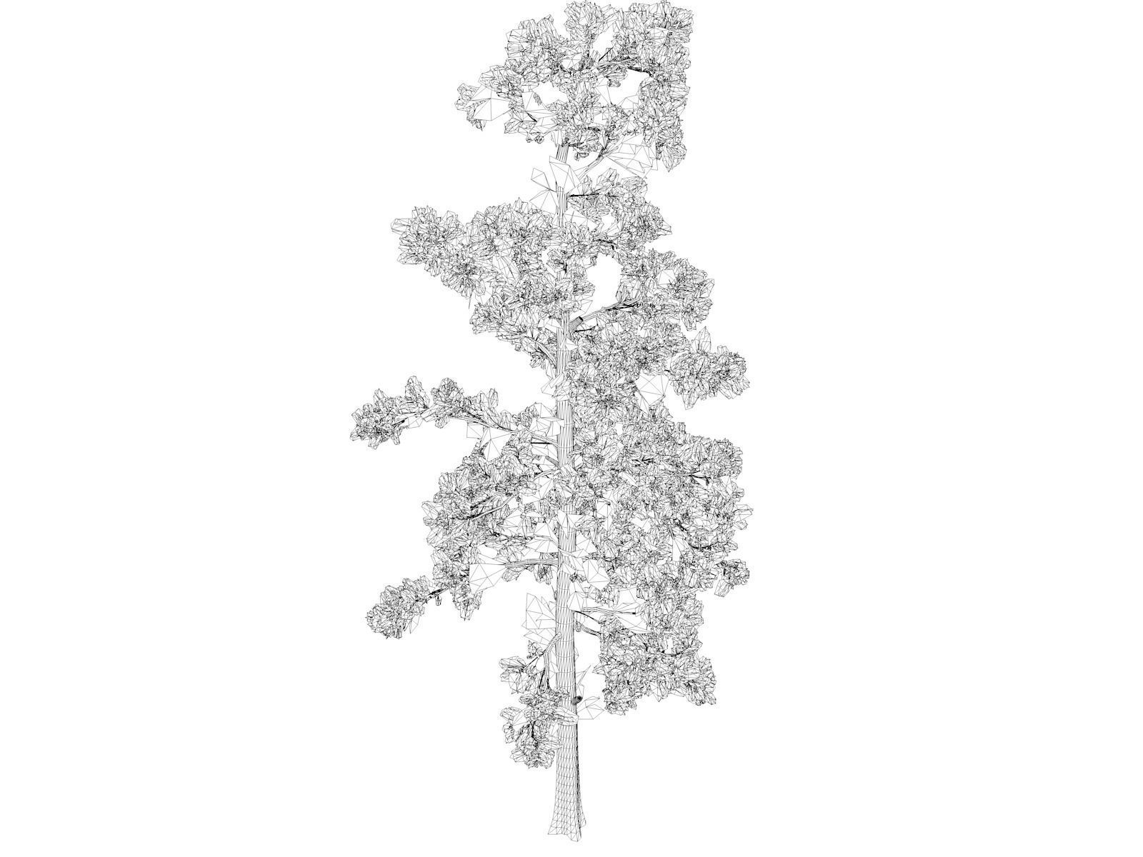 Eastern White Pine Tree - 02 - 3D model_1