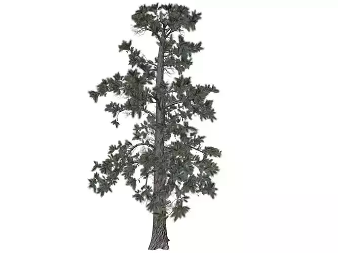 Eastern White Pine Tree - 03 -