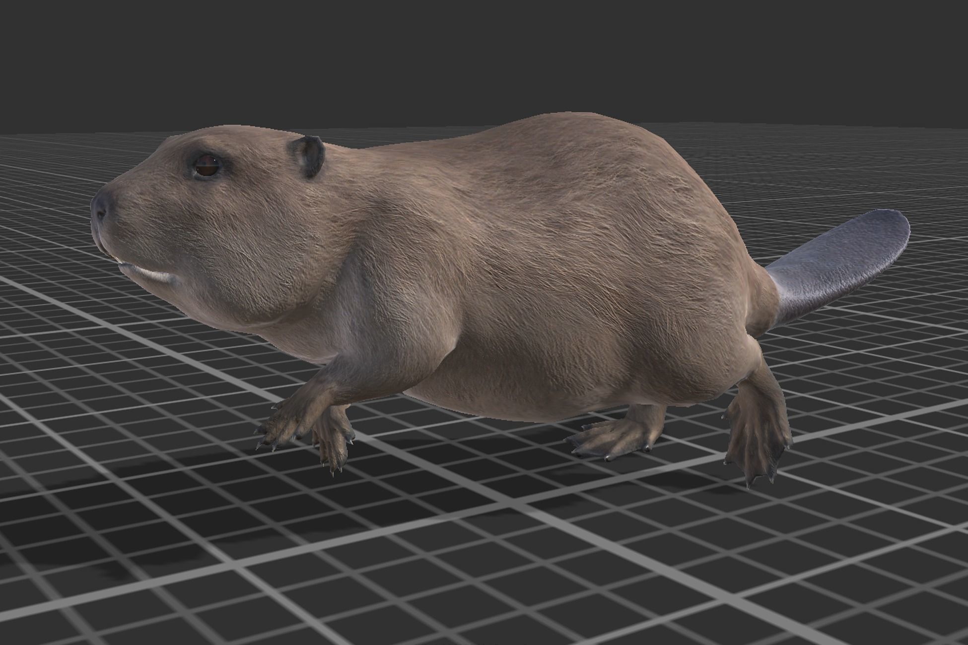 Pack of small animals Low-poly 3D model_10