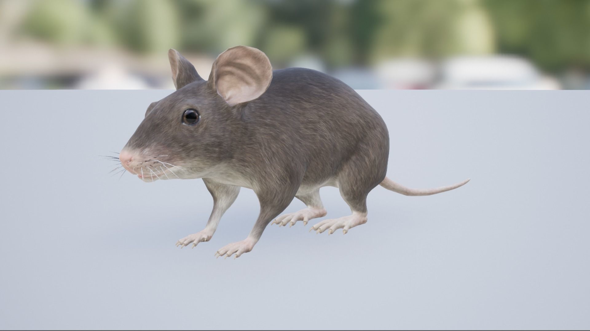 Pack of small animals Low-poly 3D model_25