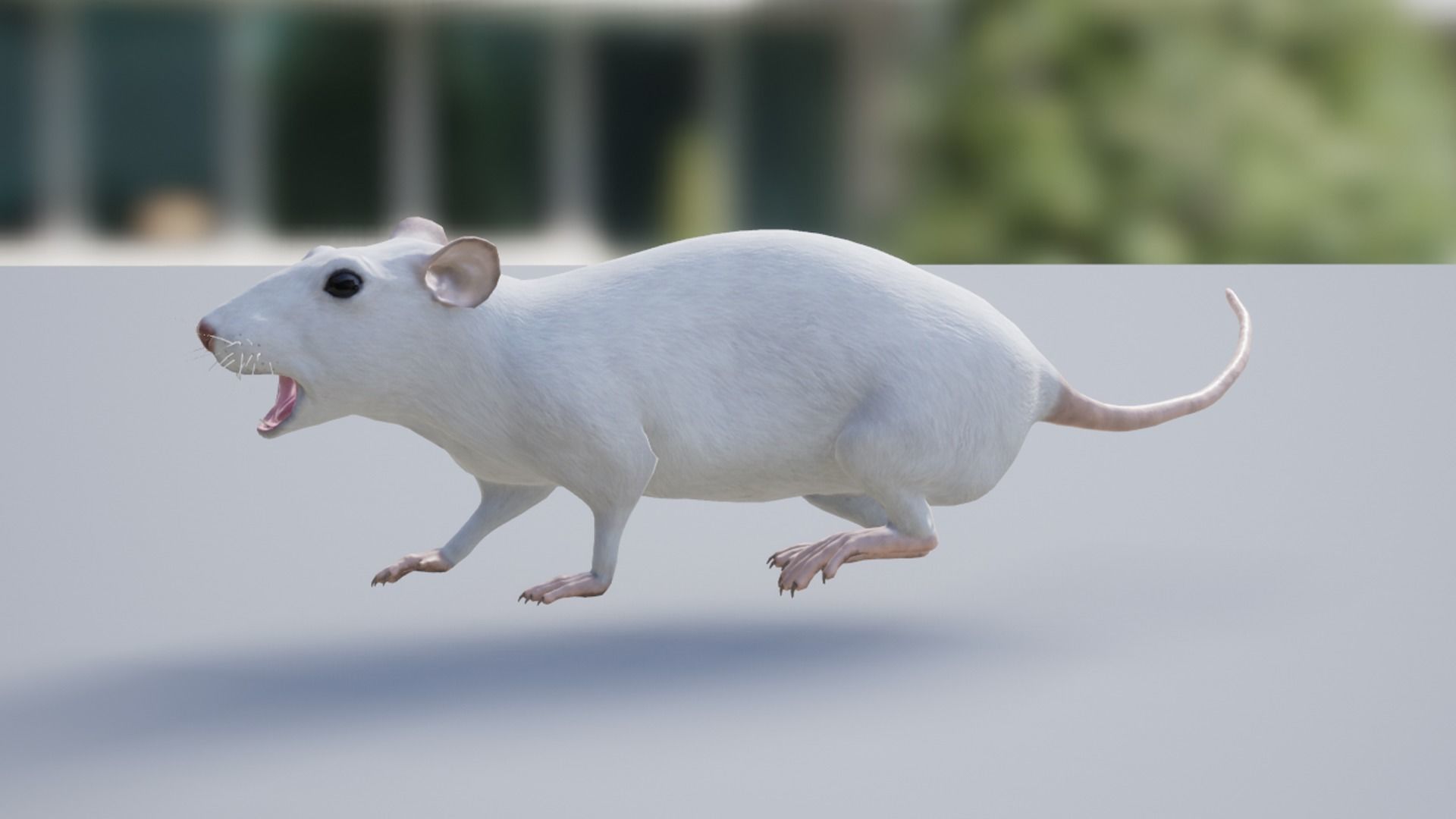 Pack of small animals Low-poly 3D model_38