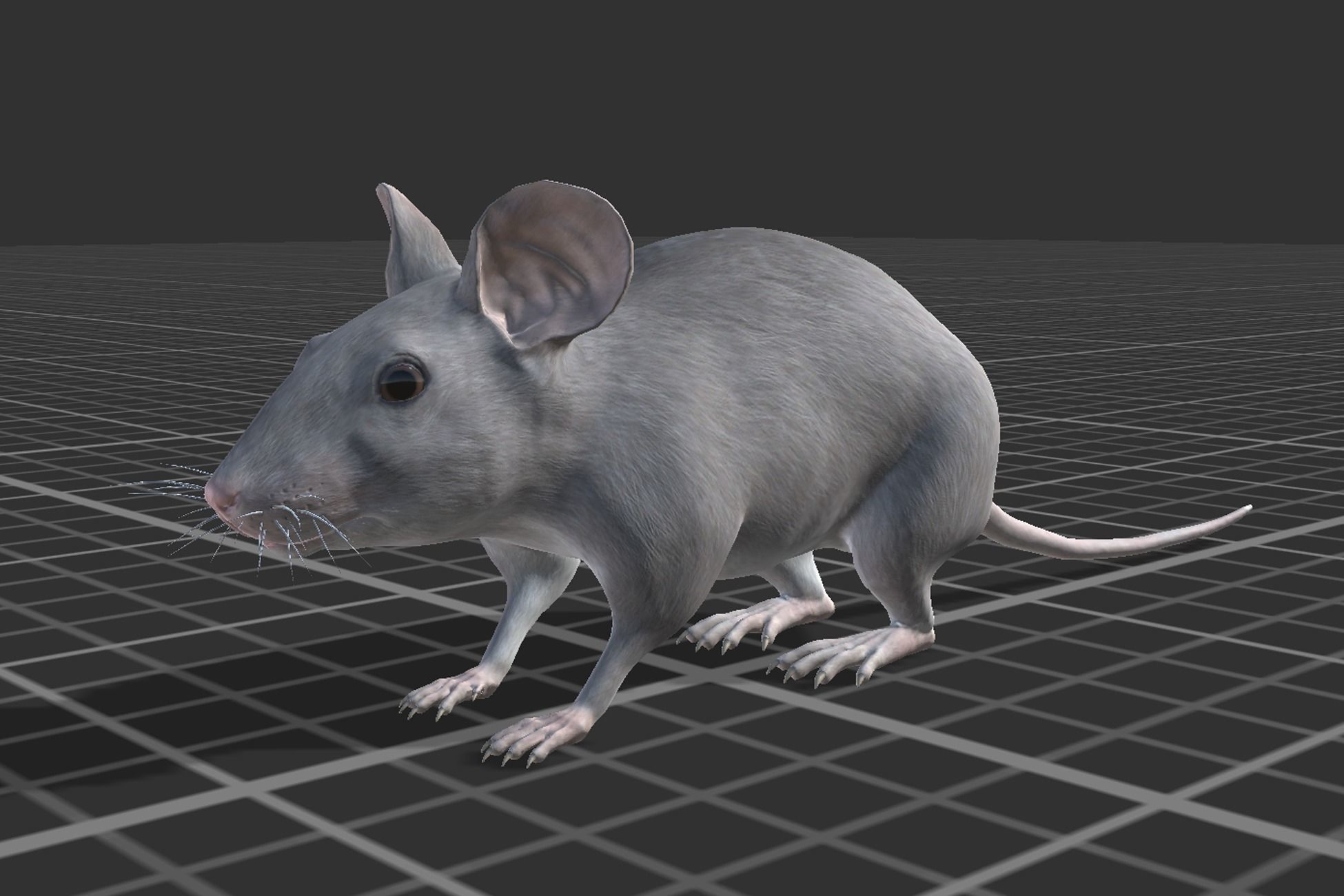 Pack of small animals Low-poly 3D model_22