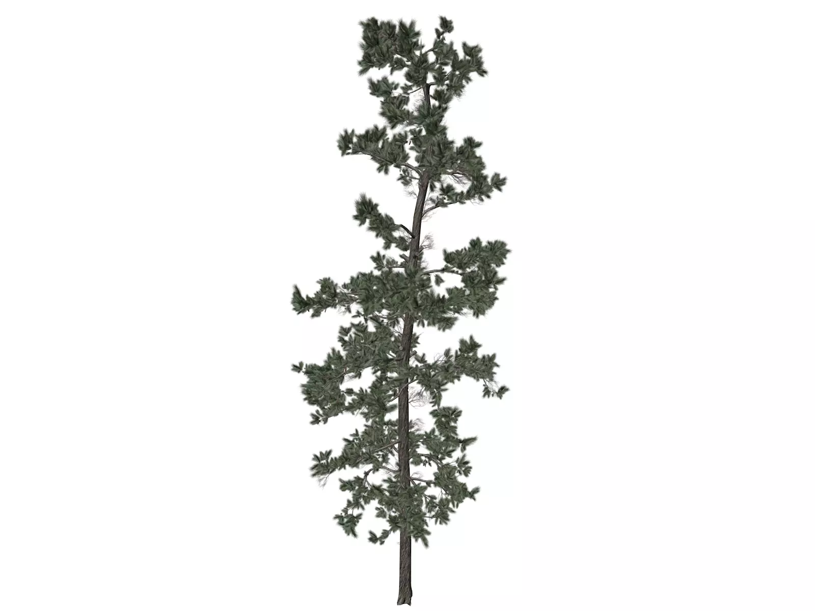 Eastern White Pine Tree - 04 - 3D model_0