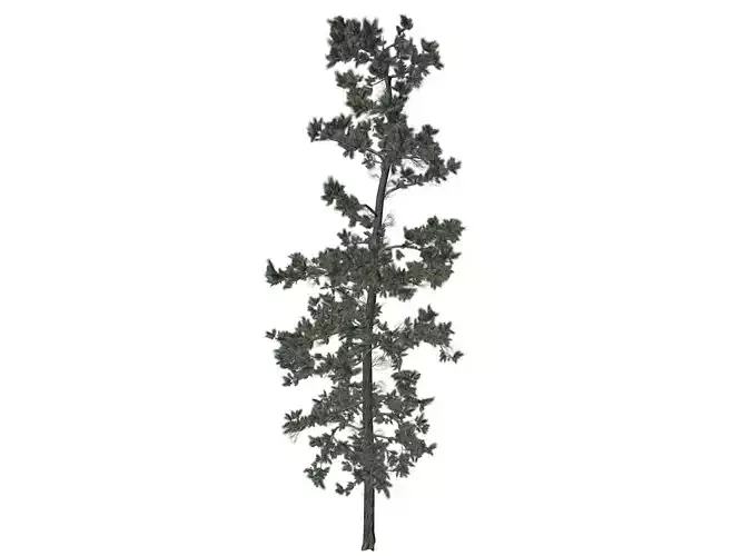 Eastern White Pine Tree - 04 - 3D model
