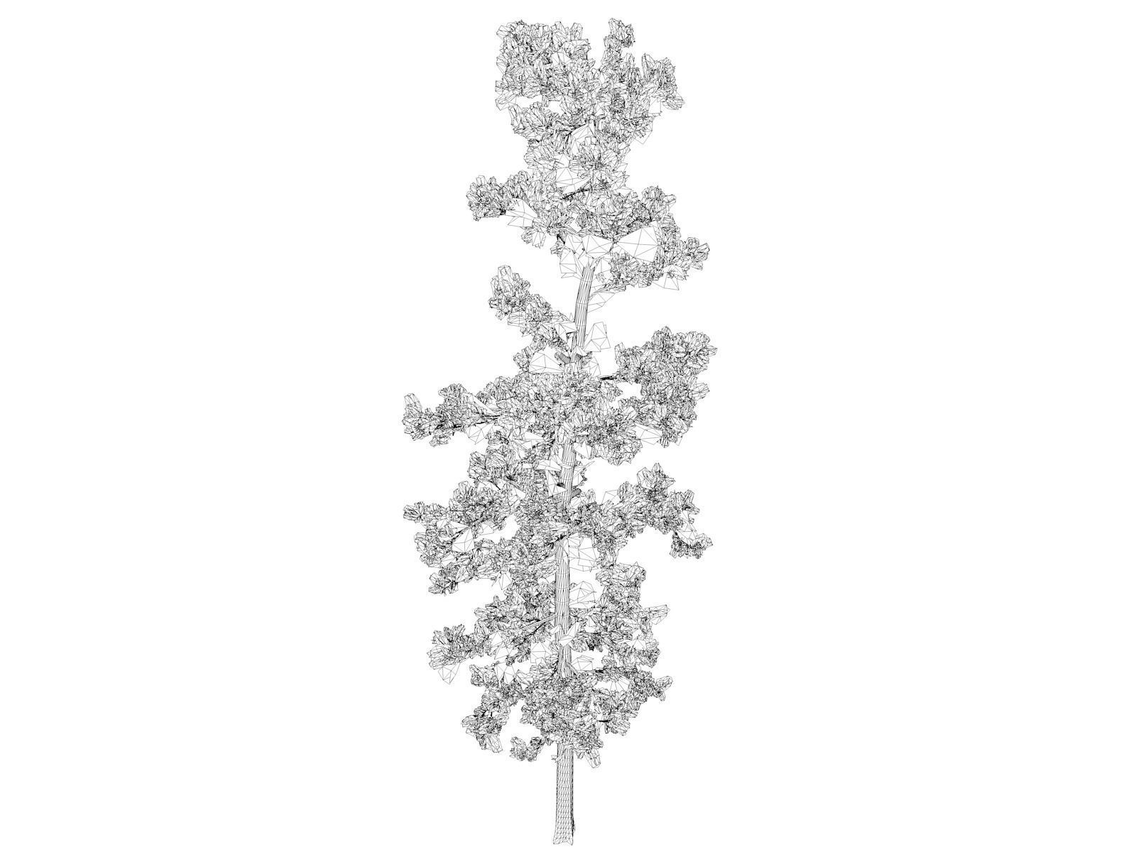 Eastern White Pine Tree - 04 - 3D model_1