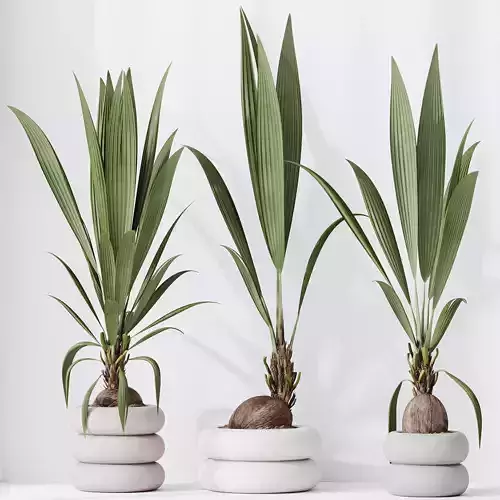 HQ HousePlants Genus Cocos nucifera Coconut Palm 3D model