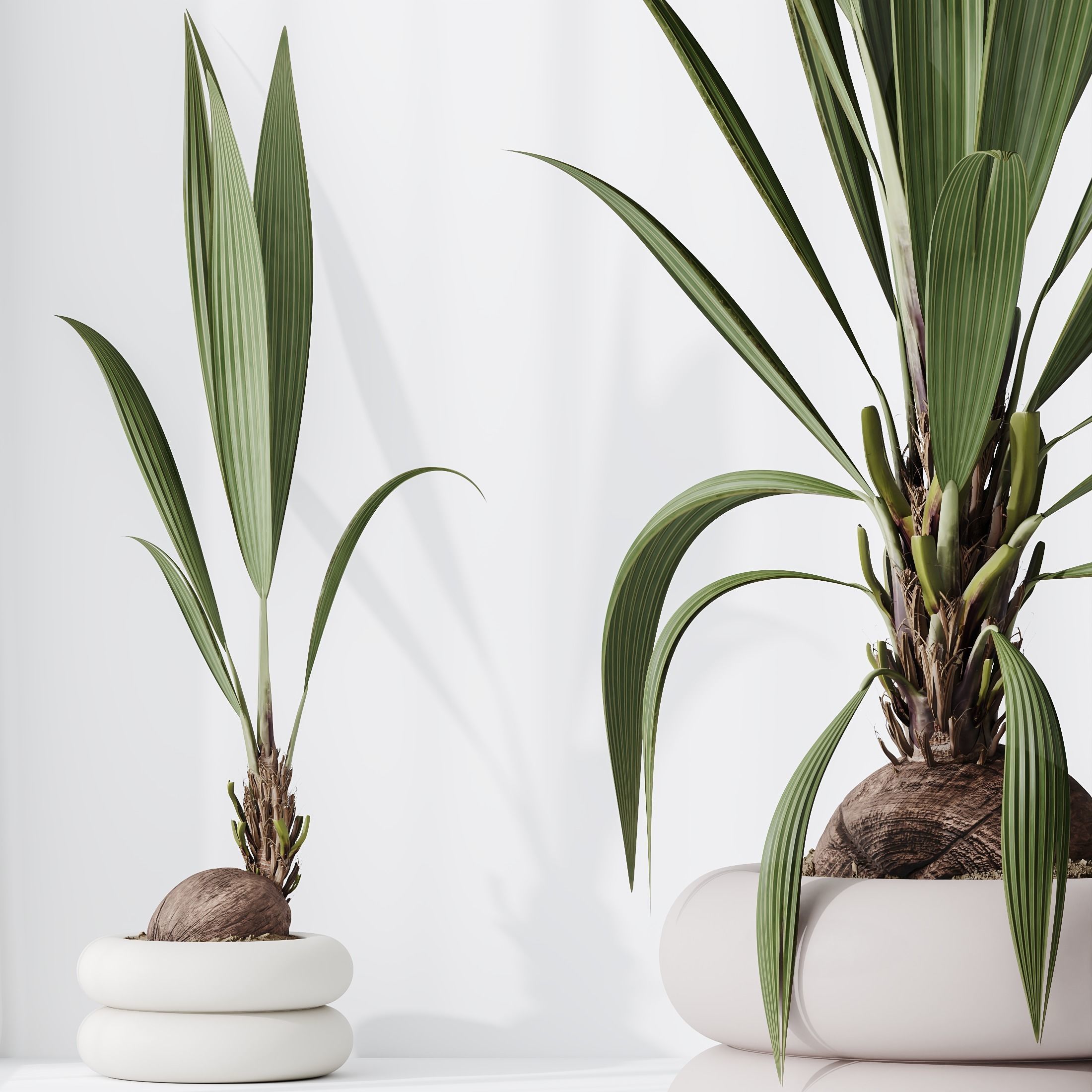 HQ HousePlants Genus Cocos nucifera Coconut Palm 3D model_2