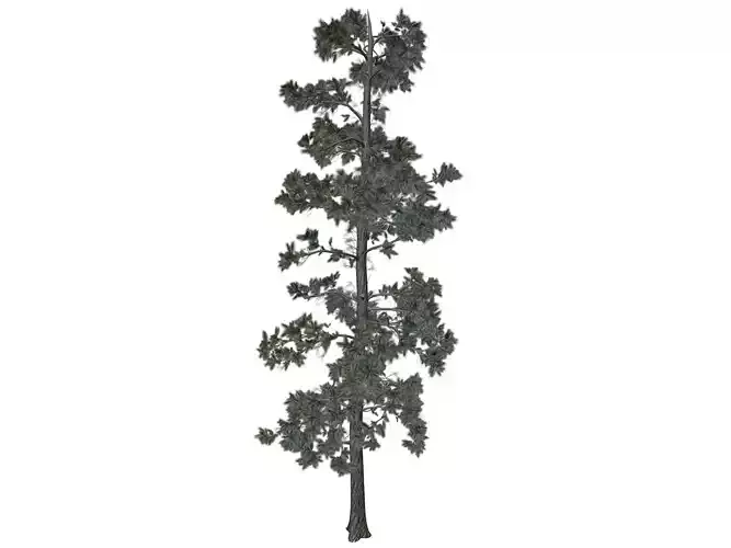 Eastern White Pine Tree - 05 -