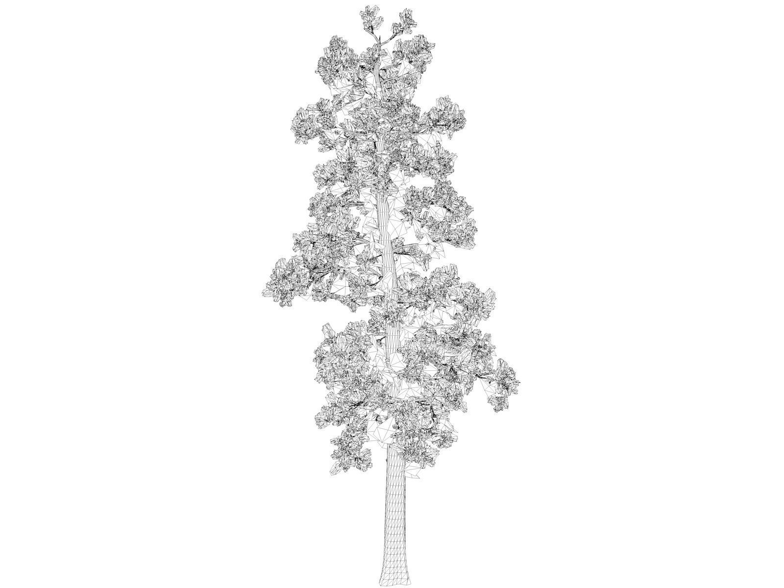 Eastern White Pine Tree - 06 - 3D model_1