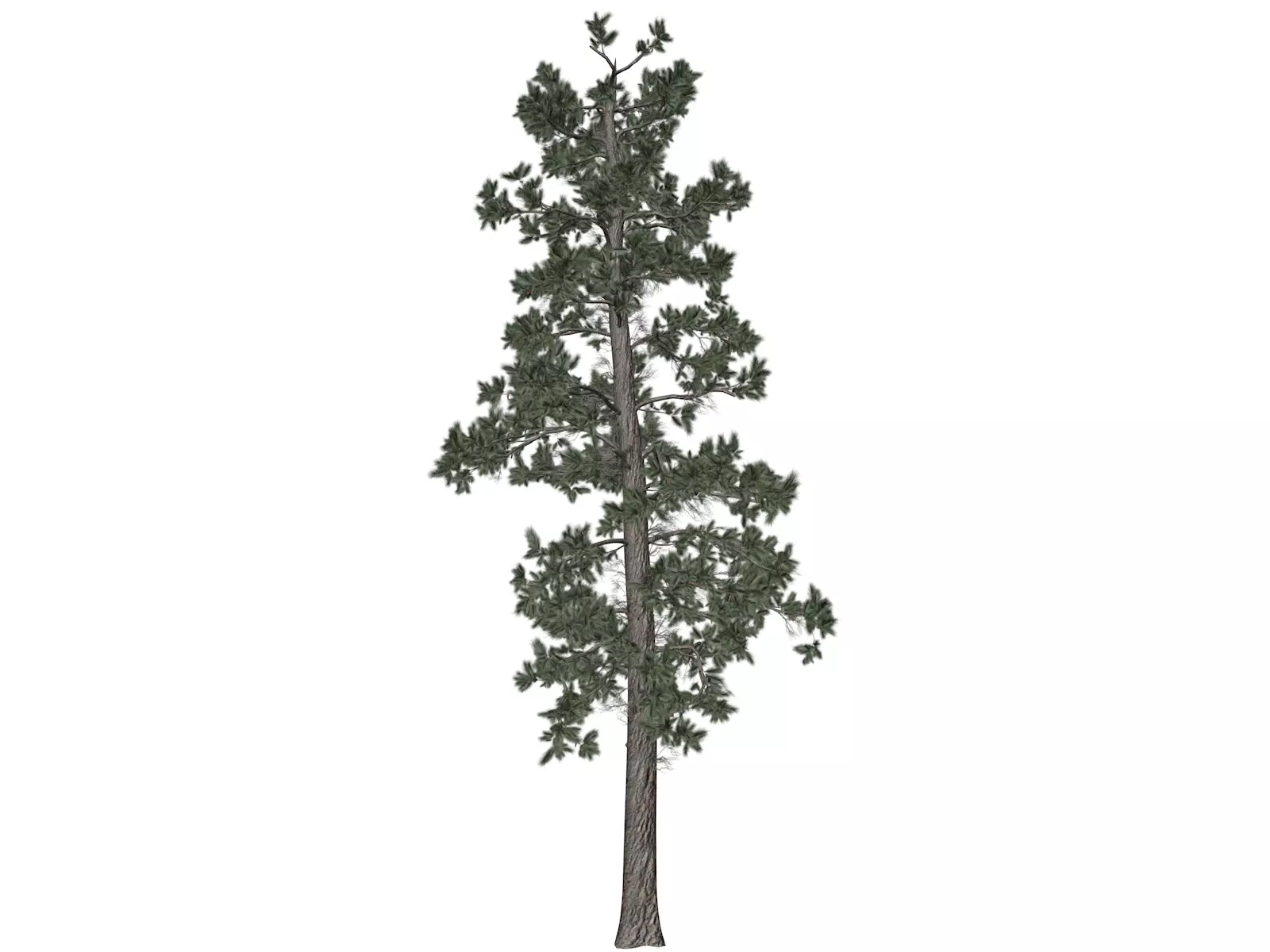 Eastern White Pine Tree - 06 - 3D model_0