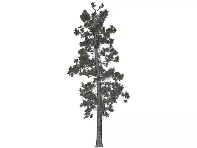 Eastern White Pine Tree - 06 -