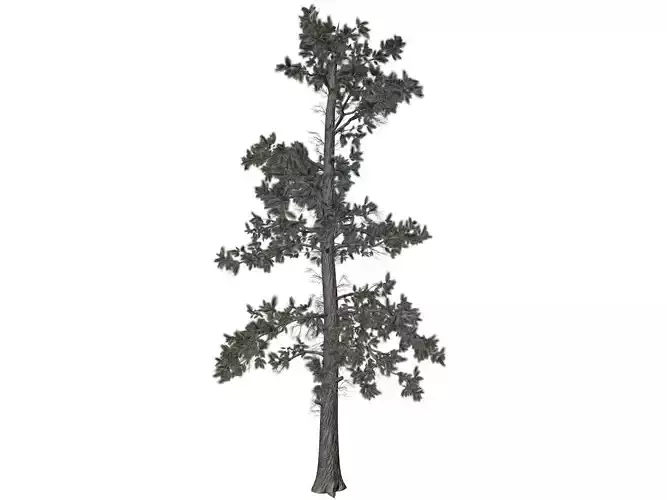 Eastern White Pine Tree - 07 -