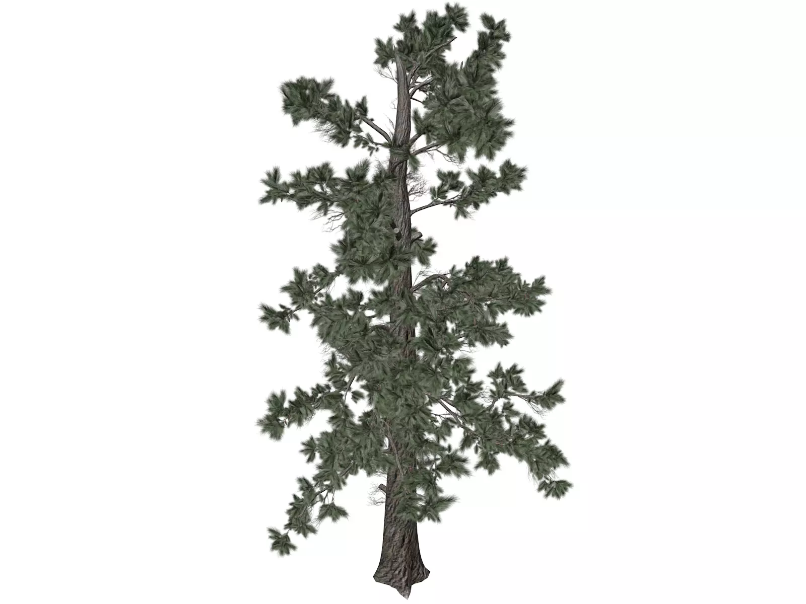 Eastern White Pine Tree - 08 - 3D model_0