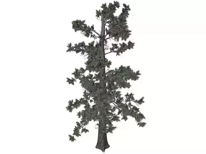 Eastern White Pine Tree - 08 -