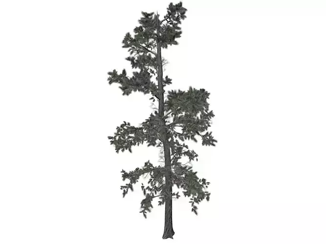 Eastern White Pine Tree - 09 -
