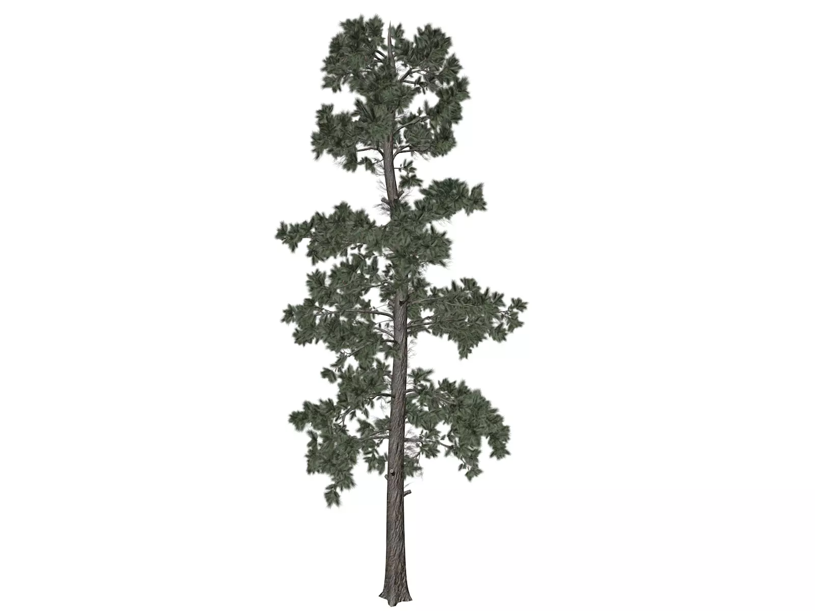 Eastern White Pine Tree - 10 - 3D model_0