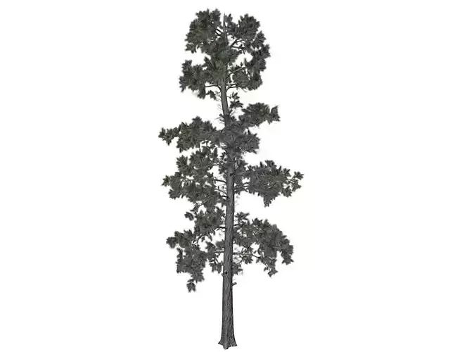 Eastern White Pine Tree - 10 -