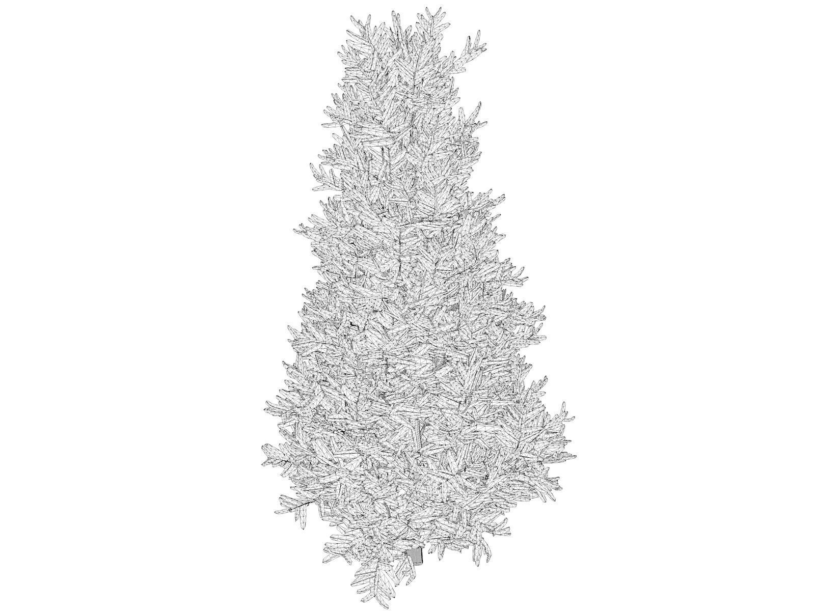 Fraser Fir Tree - 01 - 3D model_1