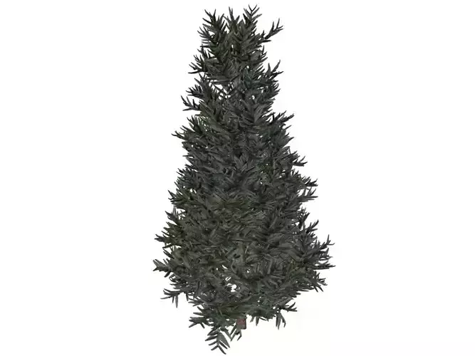 Fraser Fir Tree - 01 - 3D model