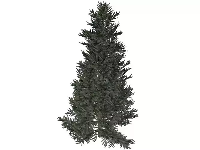 Fraser Fir Tree - 02 - 3D model
