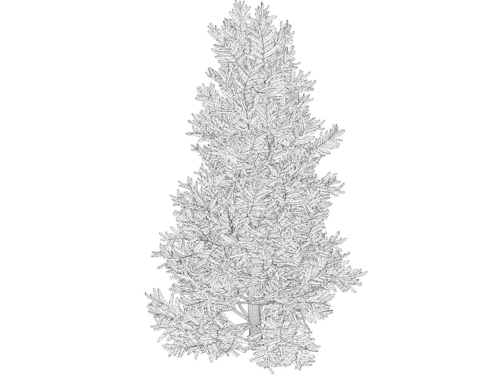 Fraser Fir Tree - 03 - 3D model_1