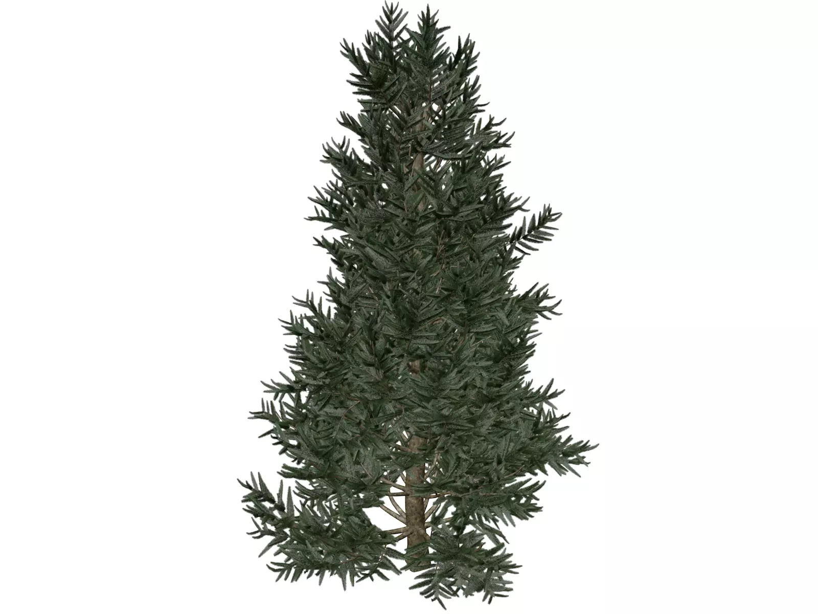 Fraser Fir Tree - 03 - 3D model_0