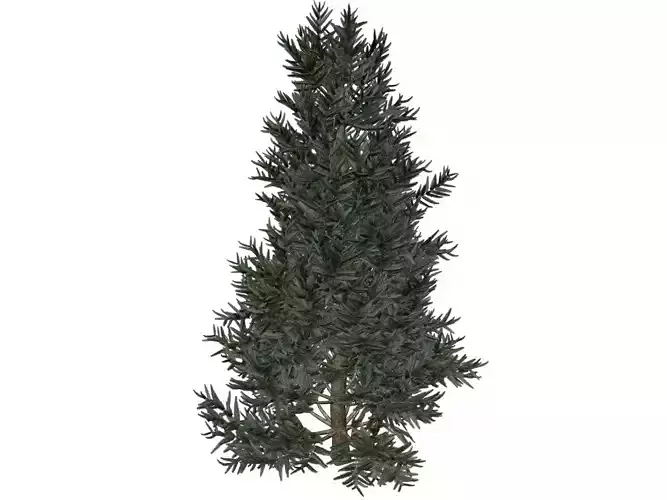 Fraser Fir Tree - 03 - 3D model