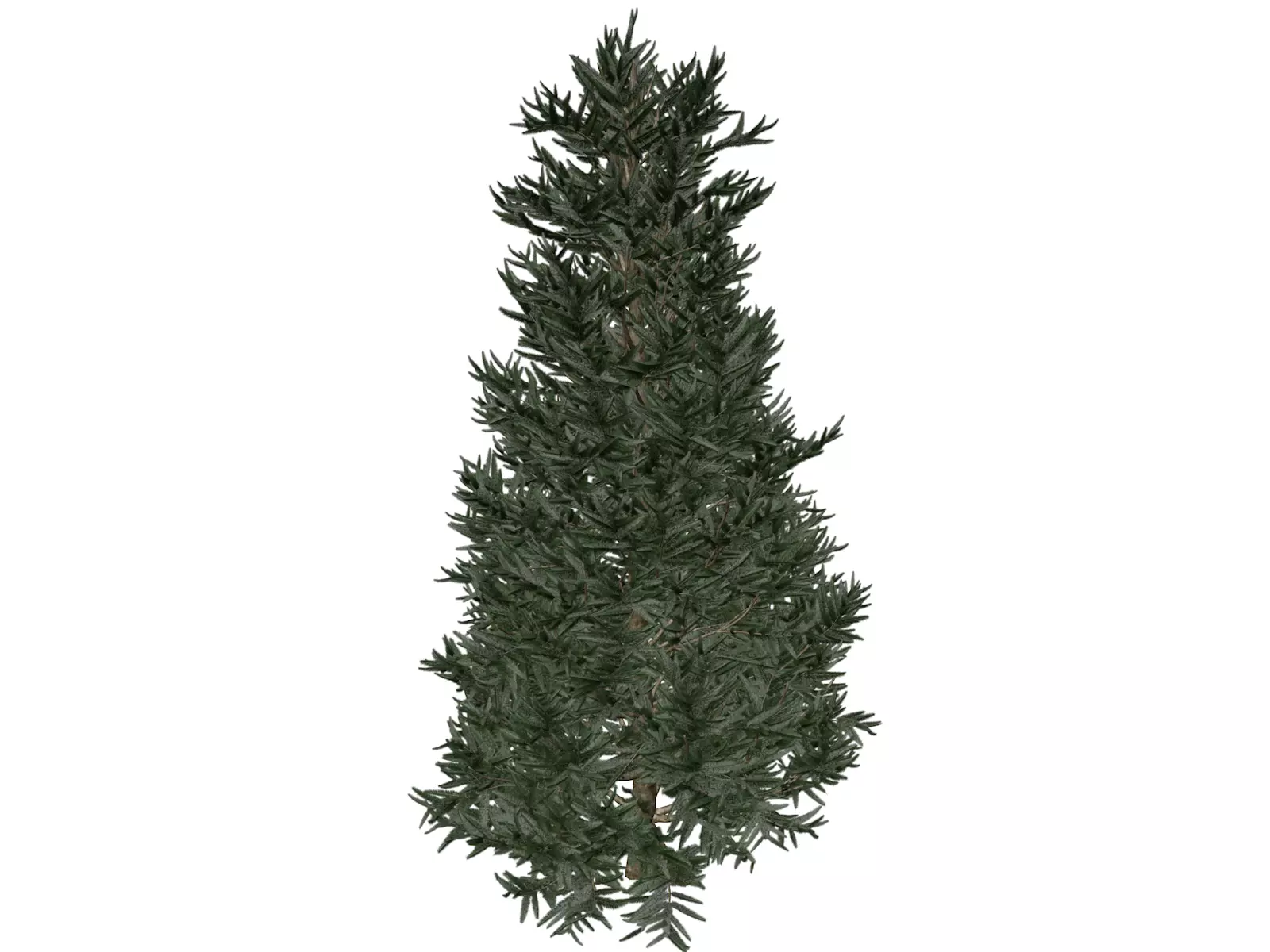 Fraser Fir Tree - 04 - 3D model