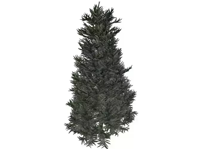 Fraser Fir Tree - 04 - 3D model