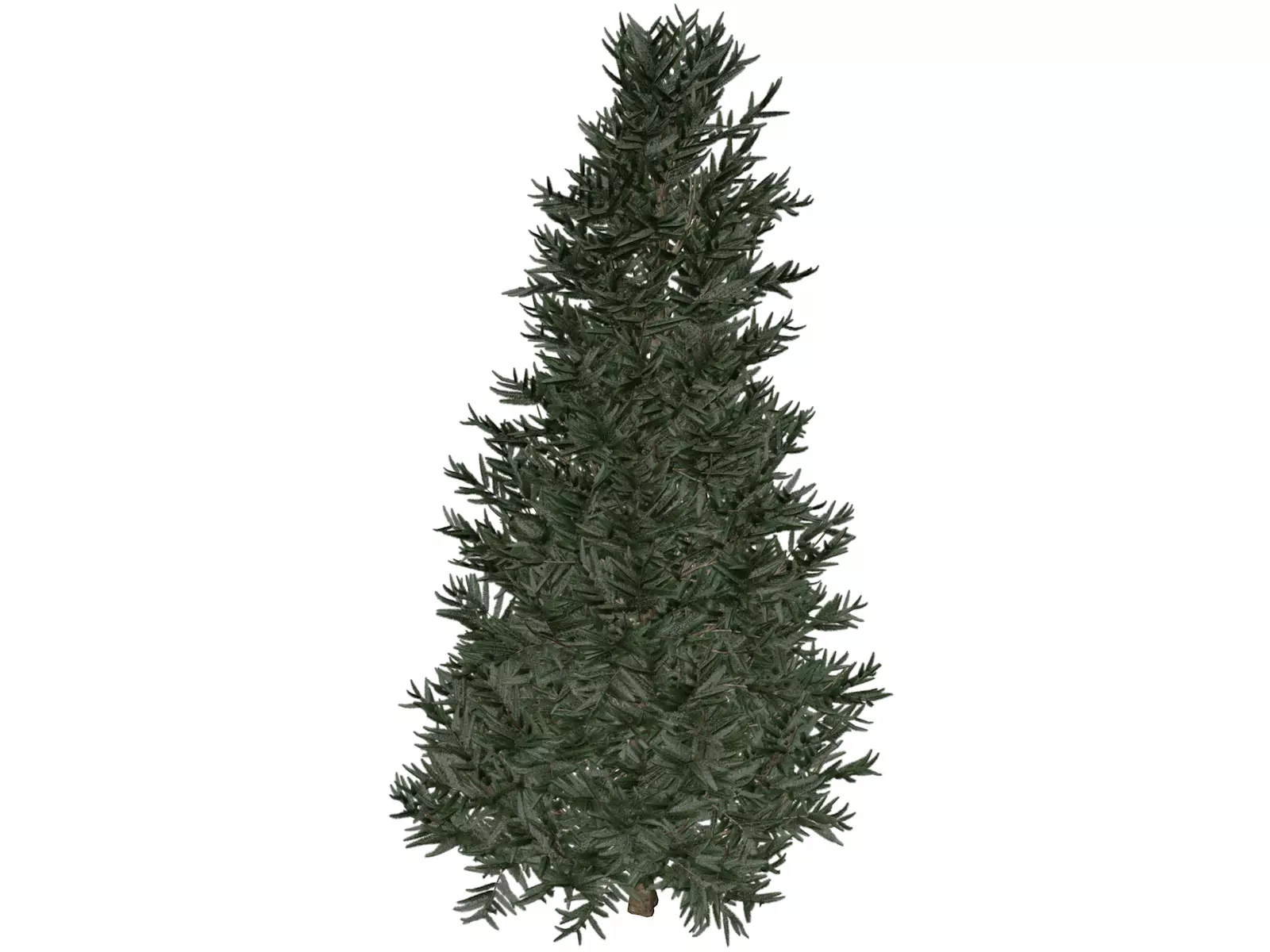 Fraser Fir Tree - 05 - 3D model_0