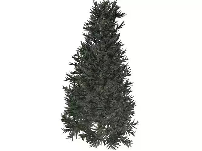 Fraser Fir Tree - 06 - 3D model