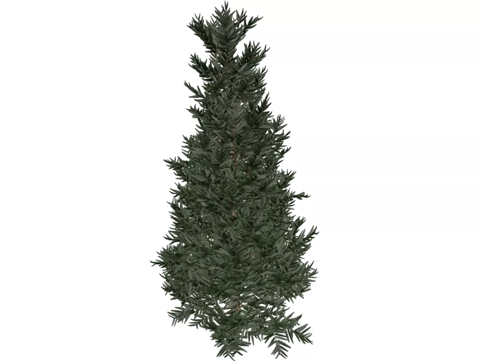 Fraser Fir Tree - 07 - 3D model