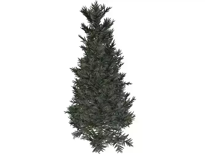 Fraser Fir Tree - 07 - 3D model