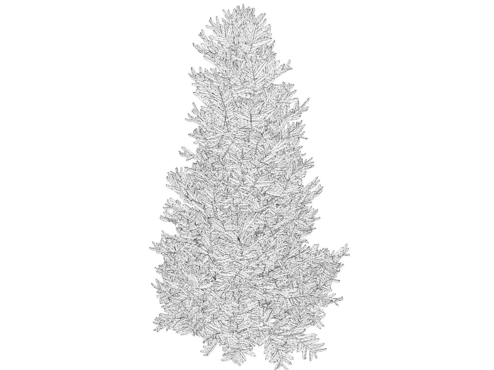 Fraser Fir Tree - 08 - 3D model_1