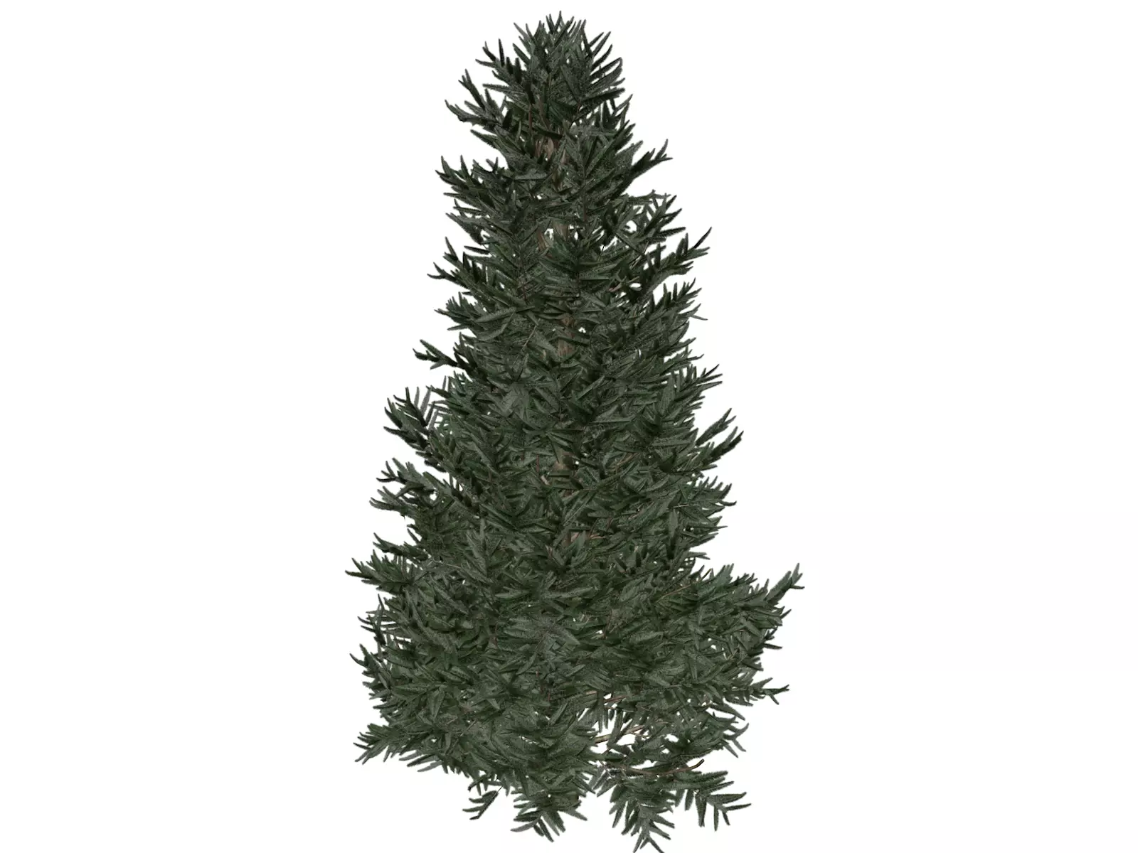 Fraser Fir Tree - 08 - 3D model_0