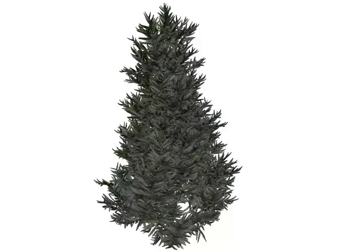 Fraser Fir Tree - 09 - 3D model