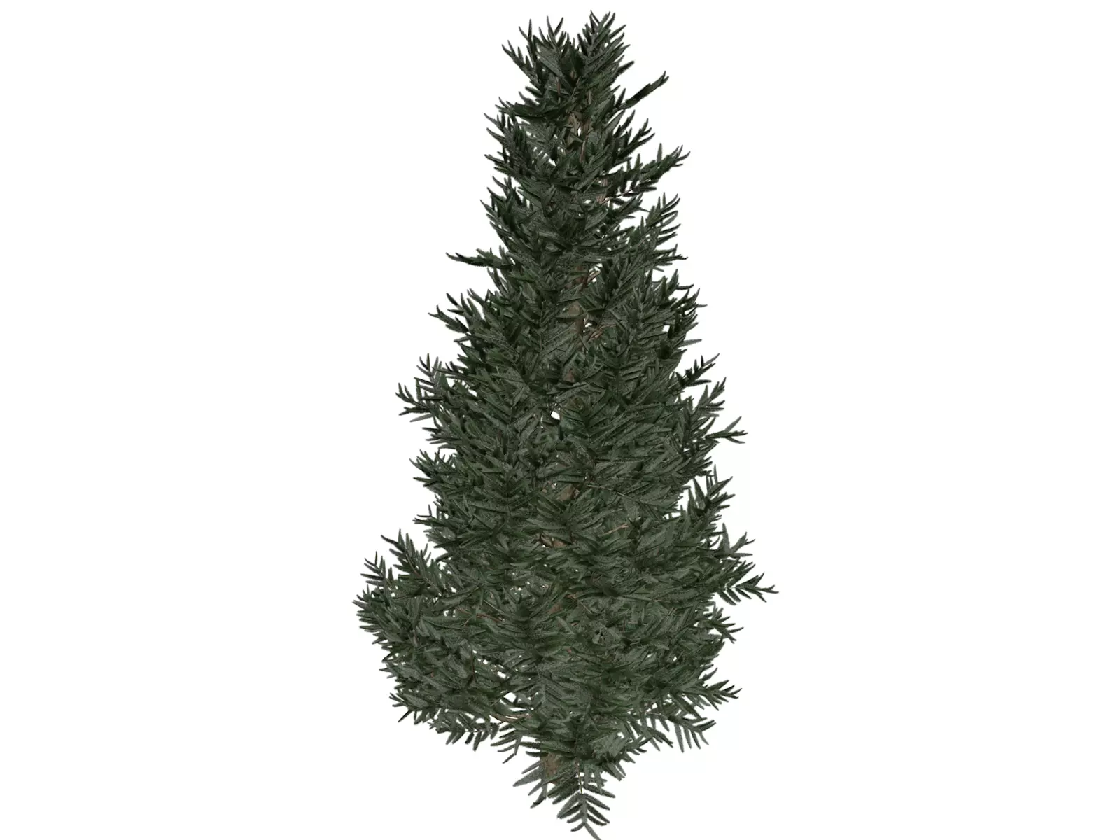 Fraser Fir Tree - 10 - 3D model