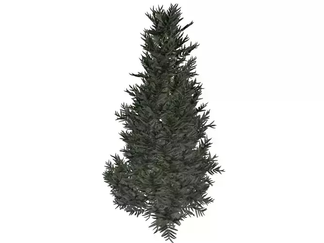 Fraser Fir Tree - 10 - 3D model