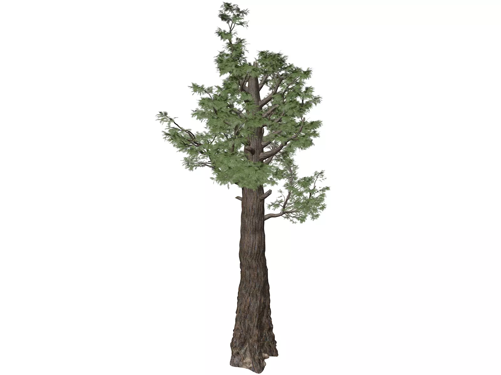 Giant Redwood - Sequoia - Tree - 01 - 3D model_0