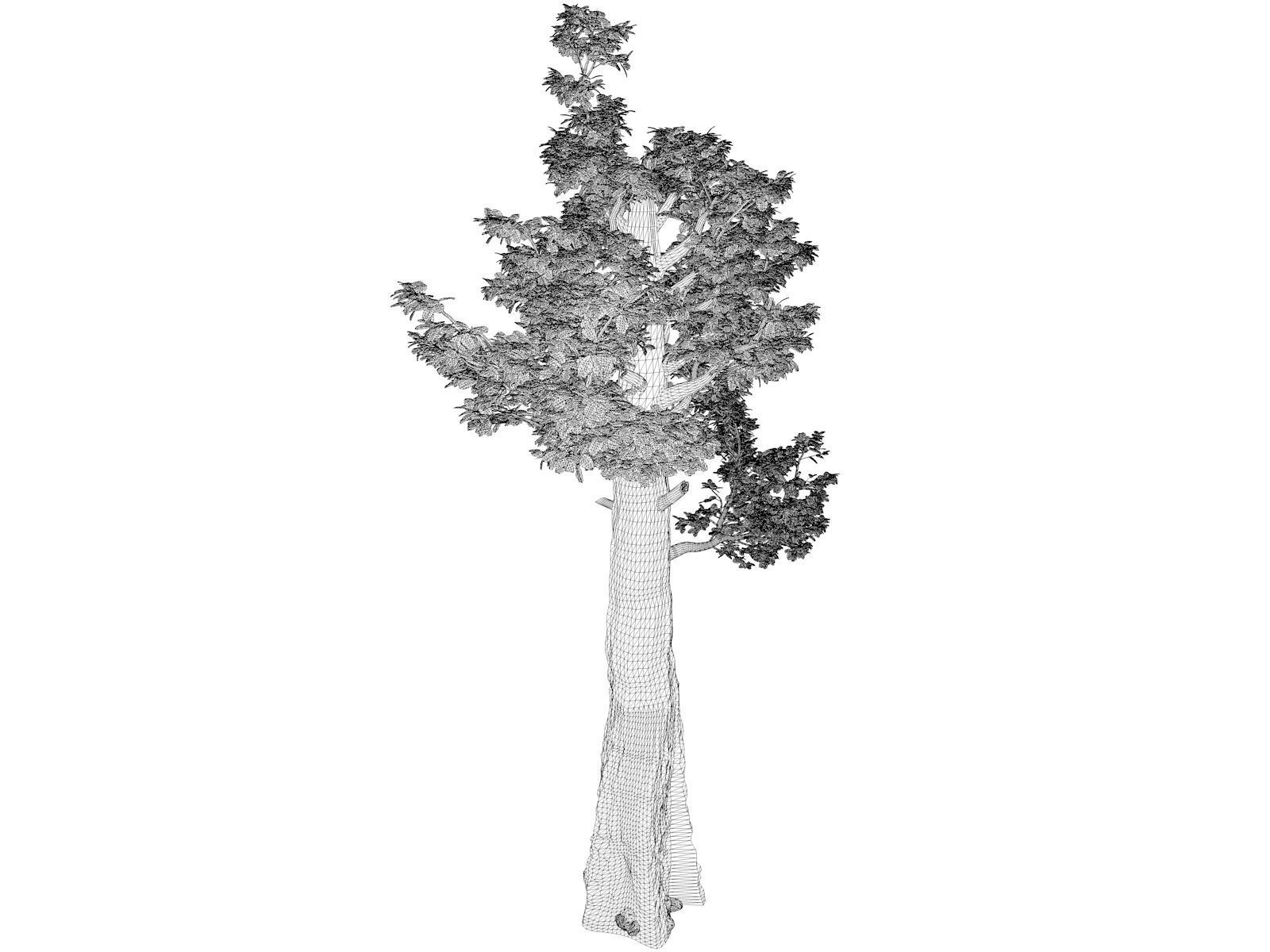 Giant Redwood - Sequoia - Tree - 01 - 3D model_1